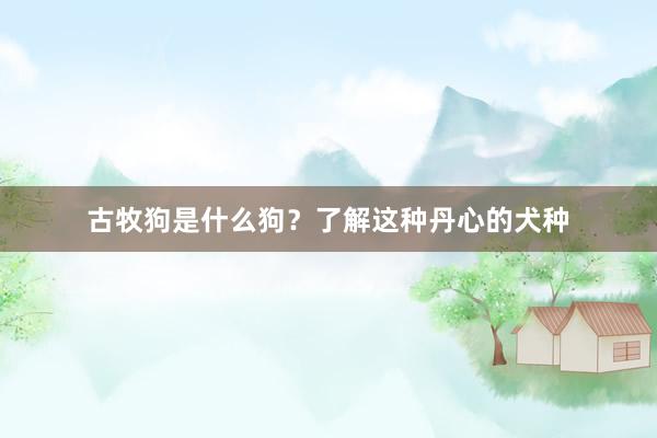 古牧狗是什么狗?了解这种丹心的犬种